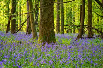 Hallerbos bluebell forest, tranquil woodland during bluebells blossom in spring, Halle, Belgium. Scenic landscape with carpet of blue flowers and green beech trees leaves, outdoor travel background