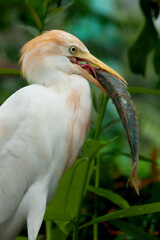 Portrait of a cattle egret eating fish
