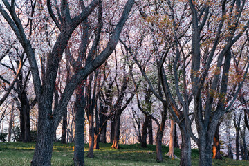 根岸森林公園の山桜