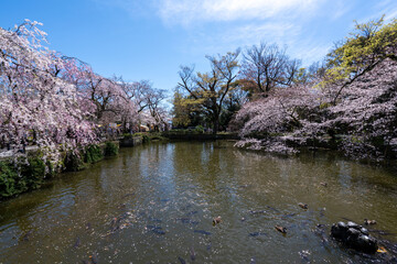 三嶋大社の桜と池