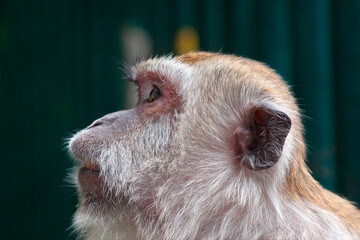 Portrait of a Macaque monkey in the Batu Caves of Malaysia