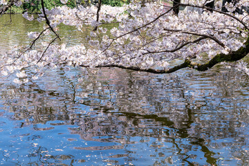 三嶋大社の桜と池