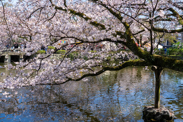 三嶋大社の桜と池