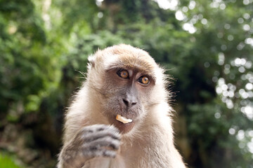 Portrait of a Macaque monkey in the Batu Caves of Malaysia