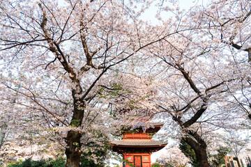 五重塔とソメイヨシノ