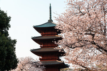 五重塔とさくら
