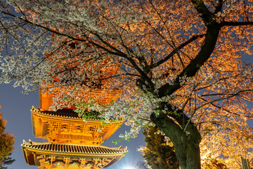 五重塔とライトアップした桜