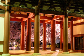 池上本願寺の仁王門と桜