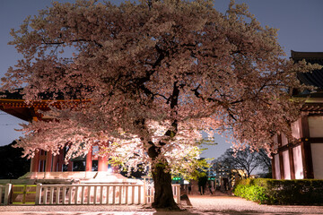 池上本願寺 境内の桜