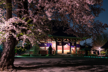 池上本願寺 大堂と桜