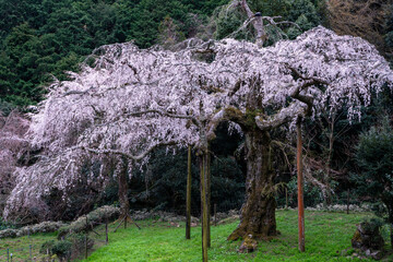 長興山紹太寺のしだれ桜