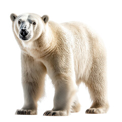 Fototapeta premium A polar bear standing isolated on cutout background.PNG