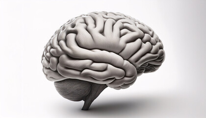 3-4-362-Mindfulness and white matter integrity. Hyper realistic isolate with white background 66967