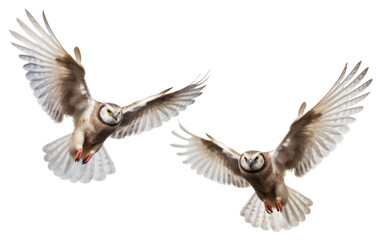 Fototapeta premium PNG Owls in synchronized flight