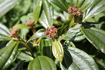 Fototapeta premium Viburnum davidii