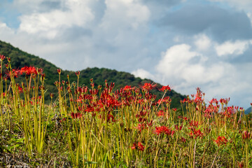 秋空の下に咲く彼岸花の群生