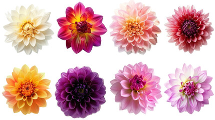 Isolated, Vibrant Dahlia Blooms Against Transparent or white.