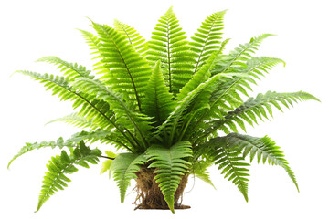 Green fern plant without pot isolated on transparent background