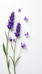 Naklejka premium Delicate lavender sprigs, scattered artfully on pure white , soft, wedding, purple flowers