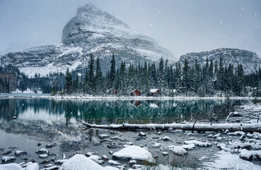Wooden lodge in pine forest with heavy snow reflection on Lake O'hara at Yoho national park