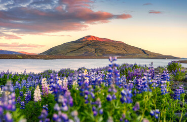 Volcanic mountain over the lake and lupine wild flower blooming in the evening on summer at Iceland