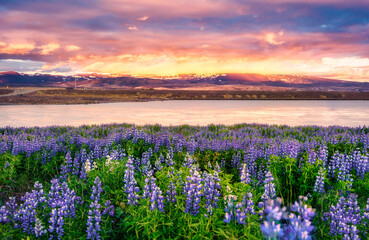 Sunset over purple Lupin wildflower blooming in field by the river on early summer in Iceland