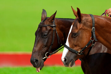 Fototapeta premium Close-up horse face against green field