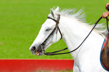Close-up horse face against green field