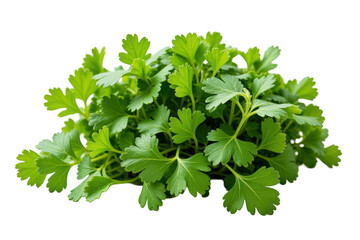 Fototapeta premium Fresh Coriander Bunch Displayed on Black Background Highlighting Its Vibrant Green Color, Texture, and Culinary Importance in Various Dishes