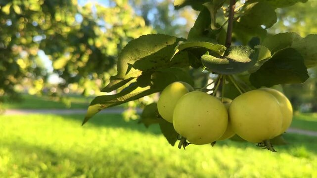 Bunch of yellow apples on brunch swaying on the wind, green grass background, sunny day. Harvest, ripe fruit, summer and autumn concept