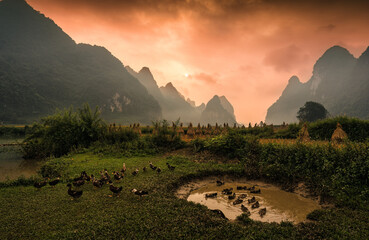 Golden sunrise over Phong Nam valley with rice paddy field and flock of ducks in farmland