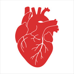 Realistic Human Heart Vector – Medical and Science Illustration