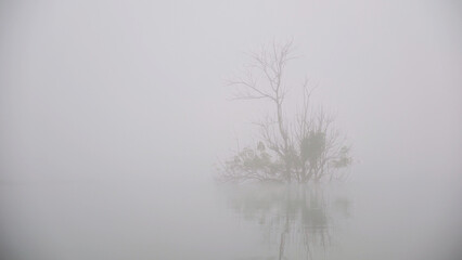 Trees in the river on foggy morning