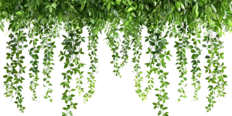 Hanging Vines With Lush, Green Foliage. Isolated On Transparent or white. Use It As A Frame, Boarder, Or Background.