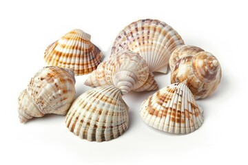 Ultra Quality Image of Picture Seashells on a Isolated Background White
