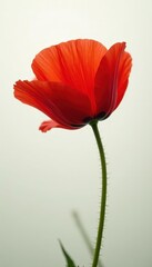 Solitary poppy, intense crimson, pristine white setting, poppy, color, spring