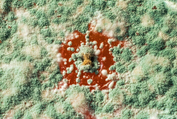 Macro photo of a colony of growing mold. Mold fungi close-up