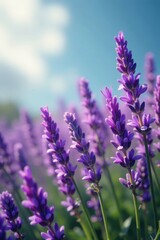 Obraz premium Vibrant lavender plants sway gently in a breeze , stock, asset