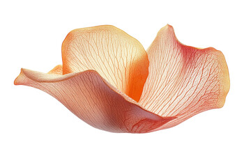 Fototapeta premium A delicate apricot hued flower petal unfurls in the darkness a testament to fragile beauty enhanced by stark contrast on a plain black clean background.