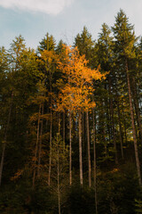 A vibrant and beautiful splash of colorful autumn foliage surrounded by tall and majestic evergreen...