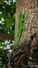 Vibrant Green Gecko: A Colorful Master of Camouflage