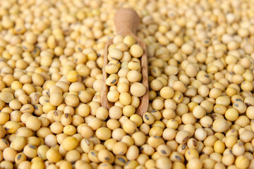 Fresh soybeans on a wooden shovel spoon with soybeans background. Raw soybeans. Food ingredients
