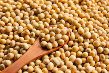 Fresh soybeans on a wooden spoon with soybeans background. Raw soybeans. Food ingredients.