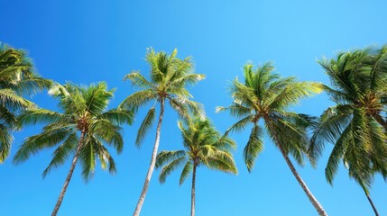 Fototapeta premium A tropical island scene with a row of coconut trees standing against a bright, cloudless blue sky.