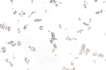 Many petals