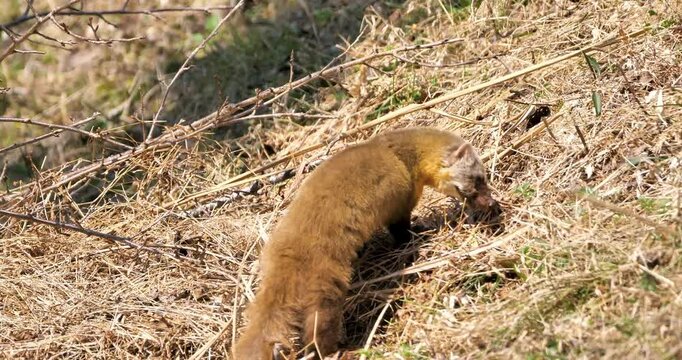 Old Japanese marten,Martes melampus foraging in a dried grass field