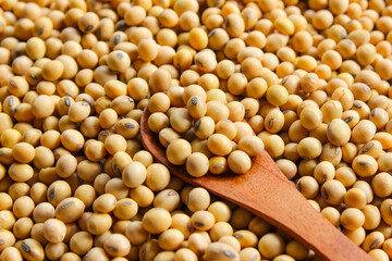 Fresh soybeans on a wooden spoon with soybeans background. Raw soybeans. Food ingredients.