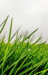 Fototapeta premium Crystal clear dew drops cling to vibrant green grass blades, droplet, close-up, scene isolated 