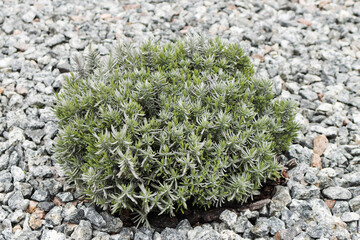 A lavender bush in a flowerbed has sprouted leaves in spring. Nature awakens in spring. Springtime. Gardening concept