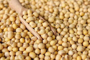 Fresh soybeans on a wooden shovel spoon with soybeans background. Raw soybeans. Food ingredients